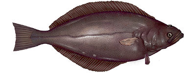 Arrow-tooth flounder