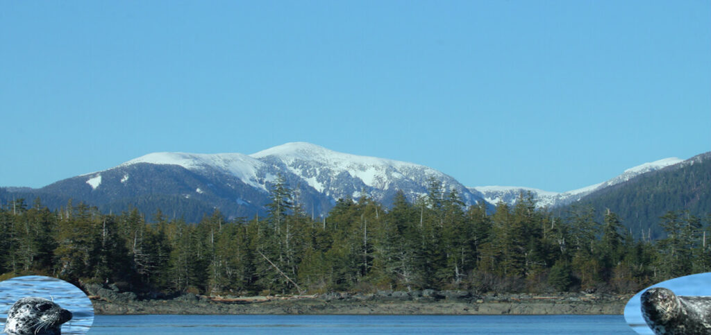 A gorgeous view of the snow-capped Ketchikan mountains