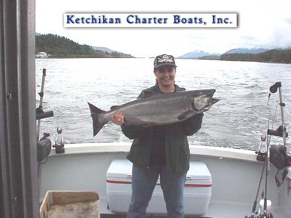 King salmon photo