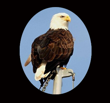 Bald eagle