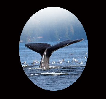 Humpback whale