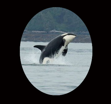 Killer whale